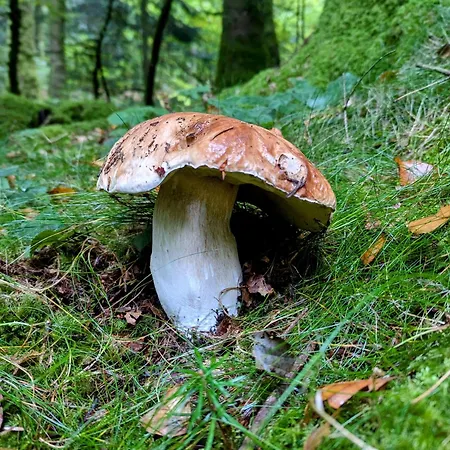Des Myrtilles